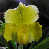 Orchideen Ausstellung in der Orangerie Elfenau 049.jpg